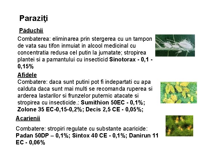 Paraziţi Păduchii Combaterea: eliminarea prin stergerea cu un tampon de vata sau tifon inmuiat