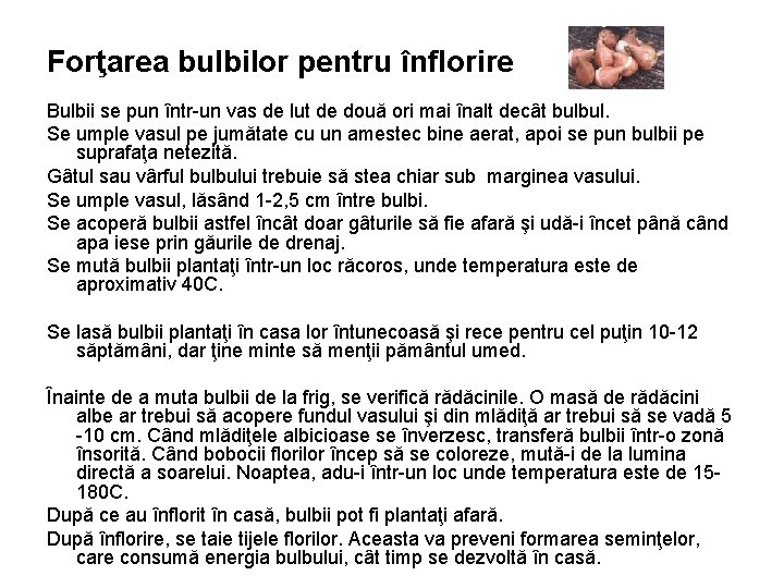 Forţarea bulbilor pentru înflorire Bulbii se pun într-un vas de lut de două ori