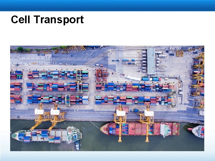 Cell Transport 