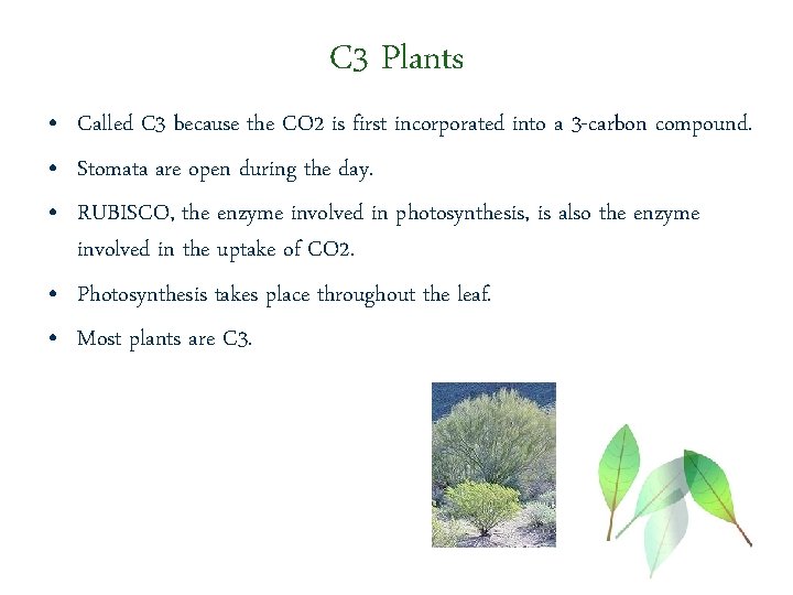 C 3 Plants • Called C 3 because the CO 2 is first incorporated