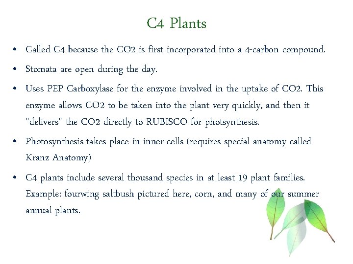 C 4 Plants • Called C 4 because the CO 2 is first incorporated