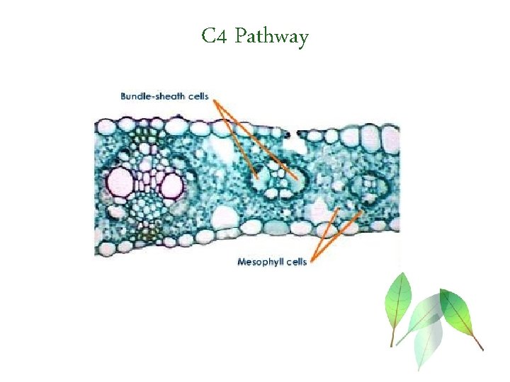 C 4 Pathway 