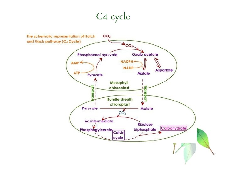 C 4 cycle 