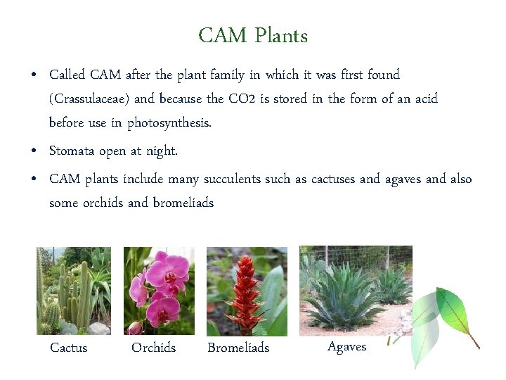 CAM Plants • Called CAM after the plant family in which it was first