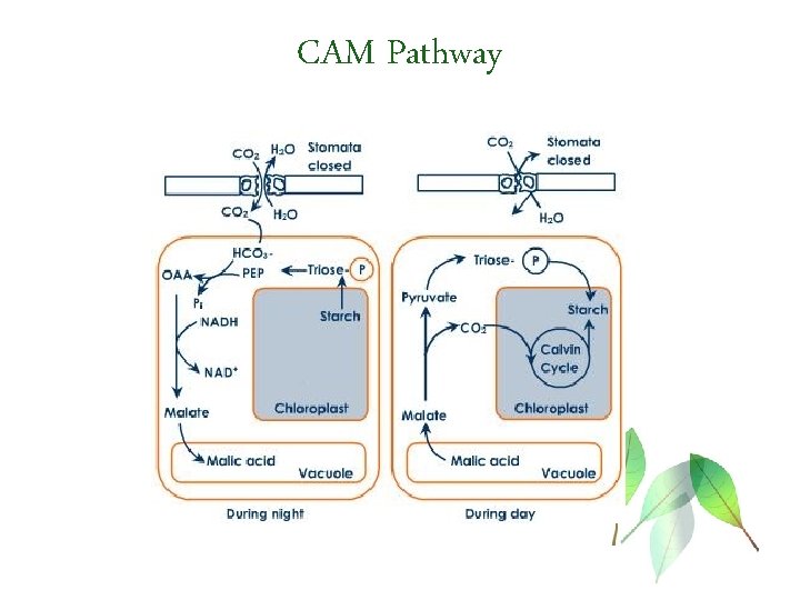 CAM Pathway 