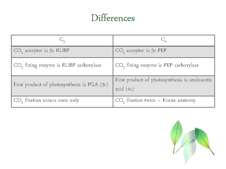 Differences C 3 CO 2 acceptor is 5 c RUBP C 4 CO 2