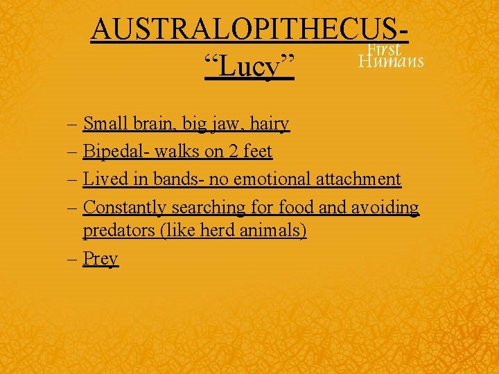 AUSTRALOPITHECUS“Lucy” – Small brain, big jaw, hairy – Bipedal- walks on 2 feet –