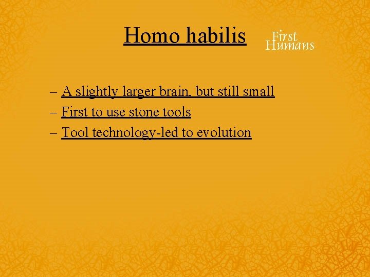 Homo habilis – A slightly larger brain, but still small – First to use