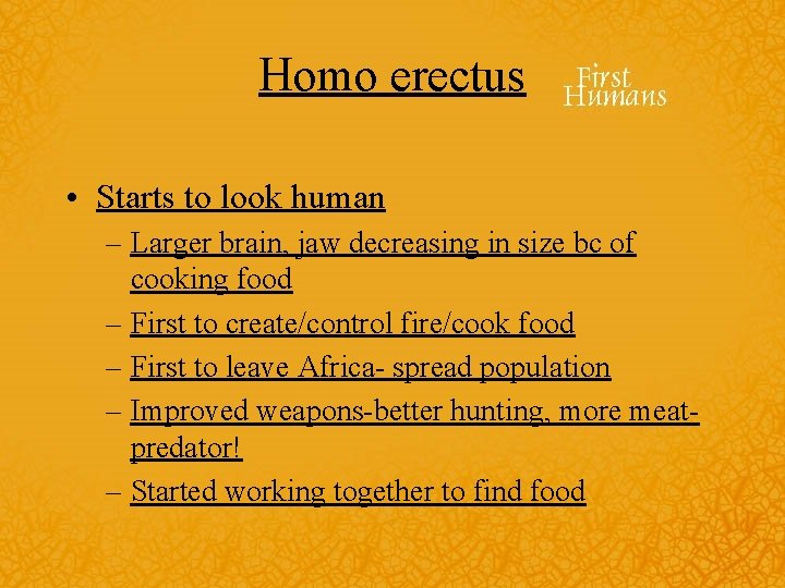 Homo erectus • Starts to look human – Larger brain, jaw decreasing in size