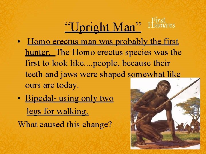 “Upright Man” • Homo erectus man was probably the first hunter. The Homo erectus