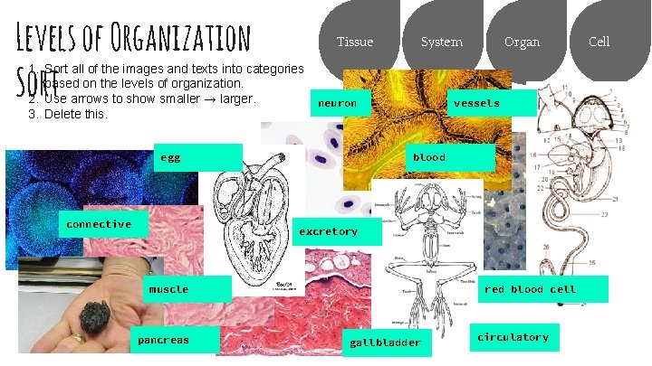 Levels of Organization Sort Tissue 1. Sort all of the images and texts into