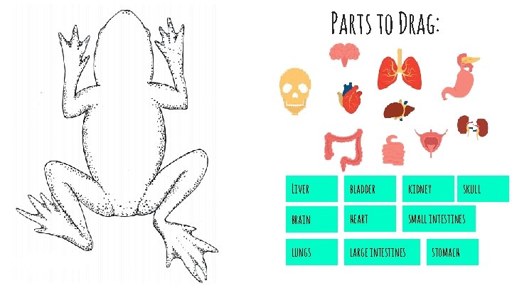 Parts to Drag: Liver bladder kidney brain heart small intestines lungs large intestines skull