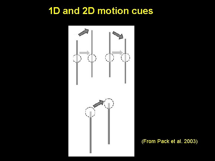 1 D and 2 D motion cues (From Pack et al. 2003) 