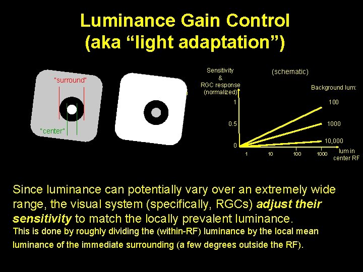 Luminance Gain Control (aka “light adaptation”) “surround” “center” Sensitivity & RGC response (normalized) (schematic)