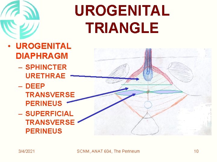 UROGENITAL TRIANGLE • UROGENITAL DIAPHRAGM – SPHINCTER URETHRAE – DEEP TRANSVERSE PERINEUS – SUPERFICIAL