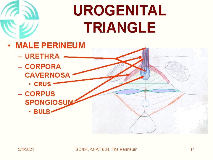 UROGENITAL TRIANGLE • MALE PERINEUM – URETHRA – CORPORA CAVERNOSA • CRUS – CORPUS