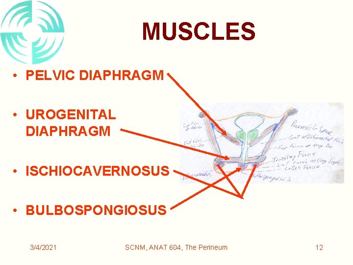 MUSCLES • PELVIC DIAPHRAGM • UROGENITAL DIAPHRAGM • ISCHIOCAVERNOSUS • BULBOSPONGIOSUS 3/4/2021 SCNM, ANAT