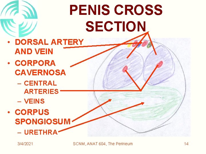 PENIS CROSS SECTION • DORSAL ARTERY AND VEIN • CORPORA CAVERNOSA – CENTRAL ARTERIES