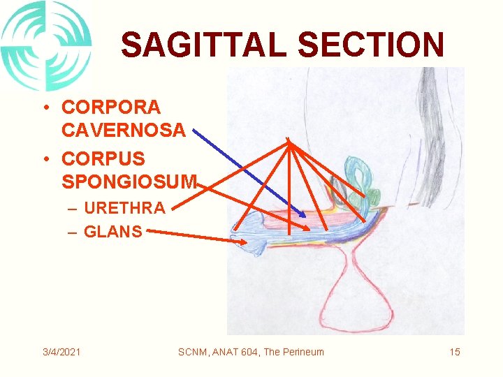 SAGITTAL SECTION • CORPORA CAVERNOSA • CORPUS SPONGIOSUM – URETHRA – GLANS 3/4/2021 SCNM,