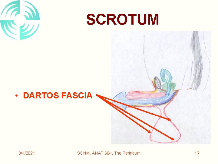 SCROTUM • DARTOS FASCIA 3/4/2021 SCNM, ANAT 604, The Perineum 17 