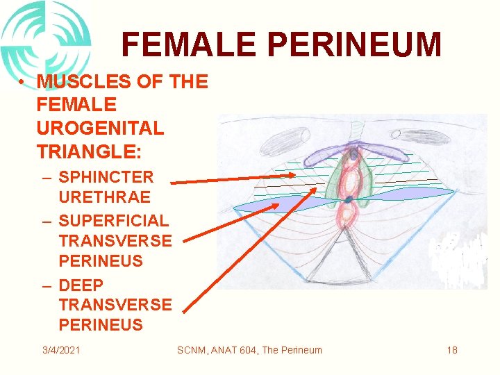 FEMALE PERINEUM • MUSCLES OF THE FEMALE UROGENITAL TRIANGLE: – SPHINCTER URETHRAE – SUPERFICIAL