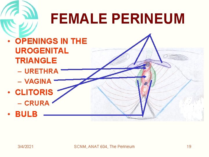 FEMALE PERINEUM • OPENINGS IN THE UROGENITAL TRIANGLE – URETHRA – VAGINA • CLITORIS