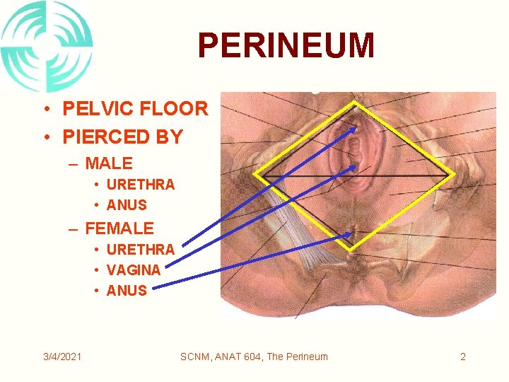PERINEUM • PELVIC FLOOR • PIERCED BY – MALE • URETHRA • ANUS –