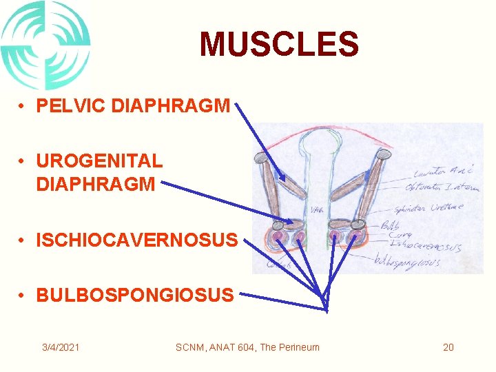 MUSCLES • PELVIC DIAPHRAGM • UROGENITAL DIAPHRAGM • ISCHIOCAVERNOSUS • BULBOSPONGIOSUS 3/4/2021 SCNM, ANAT