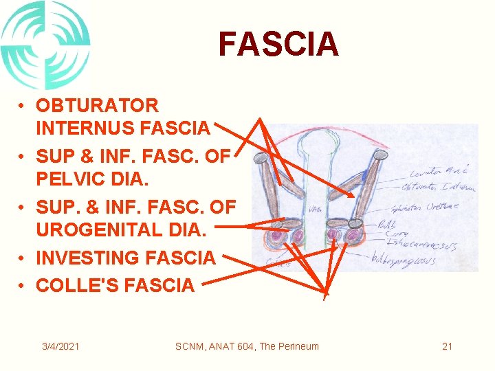 FASCIA • OBTURATOR INTERNUS FASCIA • SUP & INF. FASC. OF PELVIC DIA. •