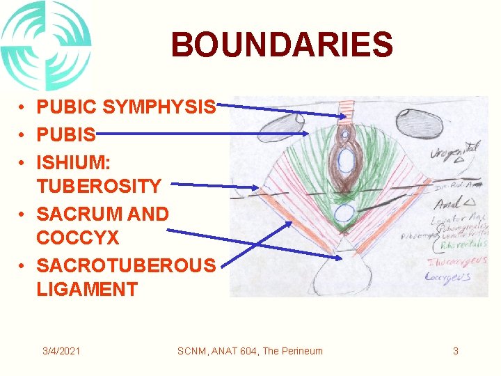 BOUNDARIES • PUBIC SYMPHYSIS • PUBIS • ISHIUM: TUBEROSITY • SACRUM AND COCCYX •