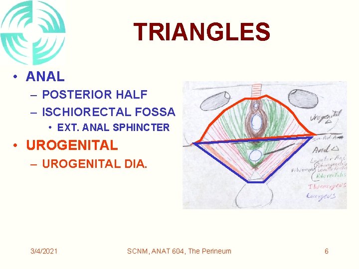 TRIANGLES • ANAL – POSTERIOR HALF – ISCHIORECTAL FOSSA • EXT. ANAL SPHINCTER •