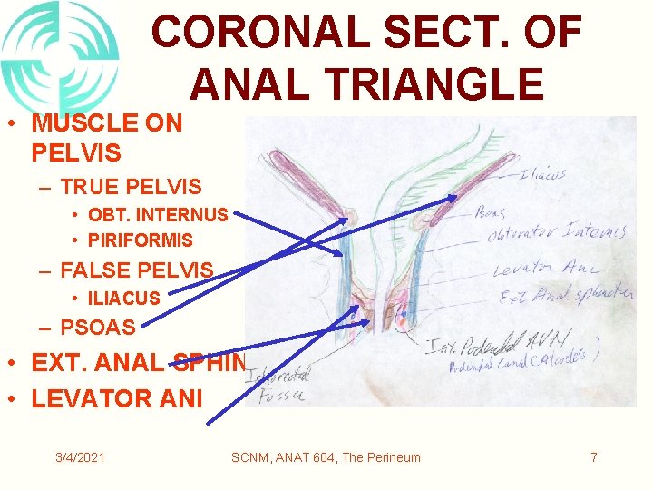 CORONAL SECT. OF ANAL TRIANGLE • MUSCLE ON PELVIS – TRUE PELVIS • OBT.