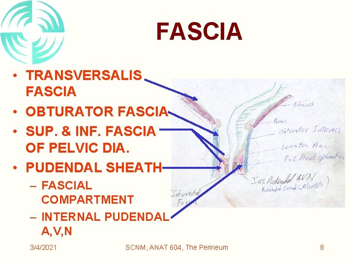 FASCIA • TRANSVERSALIS FASCIA • OBTURATOR FASCIA • SUP. & INF. FASCIA OF PELVIC