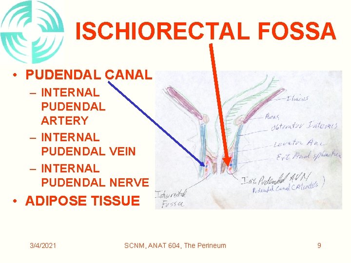 ISCHIORECTAL FOSSA • PUDENDAL CANAL – INTERNAL PUDENDAL ARTERY – INTERNAL PUDENDAL VEIN –