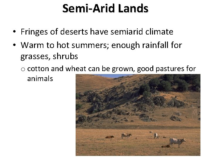 Semi-Arid Lands • Fringes of deserts have semiarid climate • Warm to hot summers;