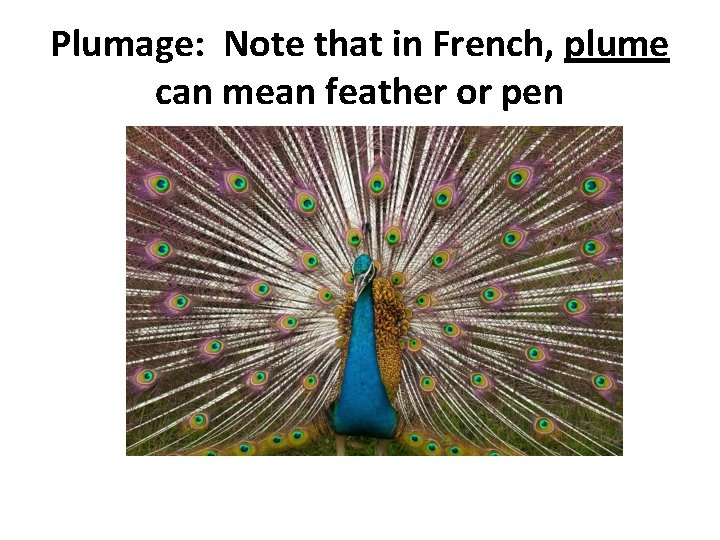 Plumage: Note that in French, plume can mean feather or pen 