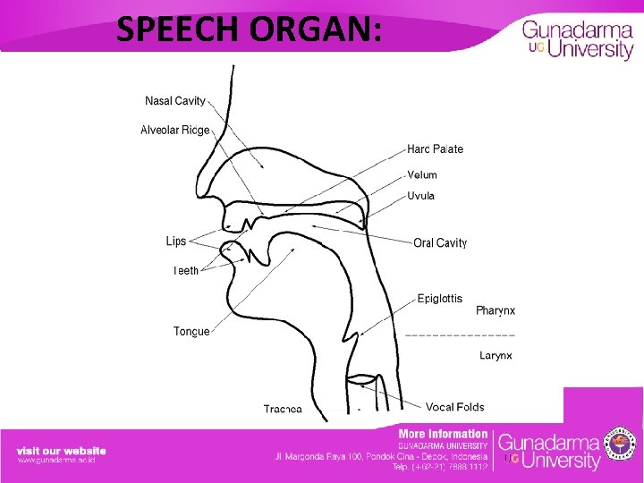 SPEECH ORGAN: 