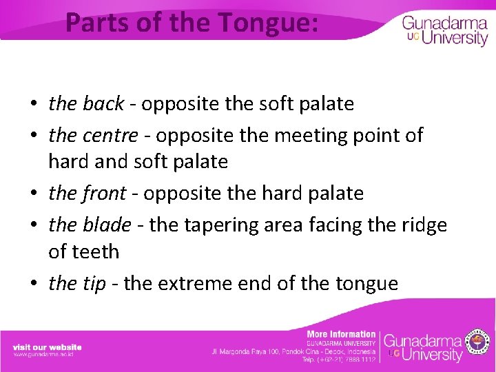 Parts of the Tongue: • the back - opposite the soft palate • the