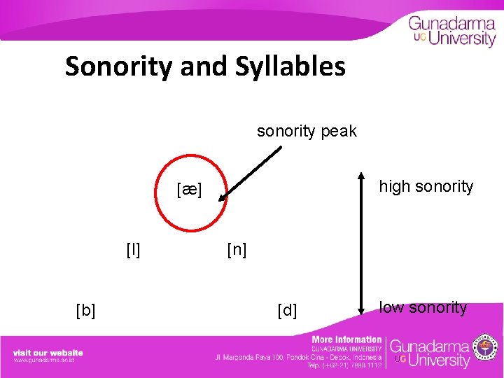 Sonority and Syllables sonority peak high sonority [æ] [l] [b] [n] [d] low sonority