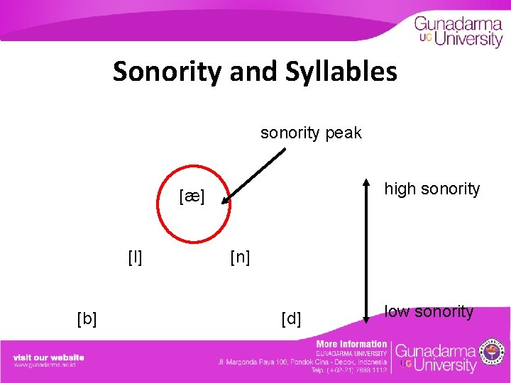 Sonority and Syllables sonority peak high sonority [æ] [l] [b] [n] [d] low sonority