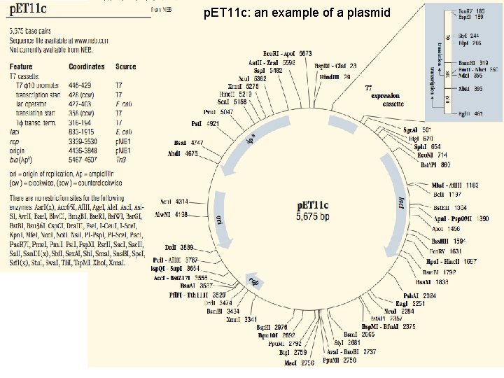 biocoder example. example biocoder code for plasmid... Biotechnology 1 Making microbes work for you 2