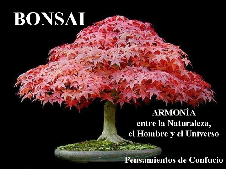 BONSAI ARMONÍA entre la Naturaleza, el Hombre y el Universo Pensamientos de Confucio 