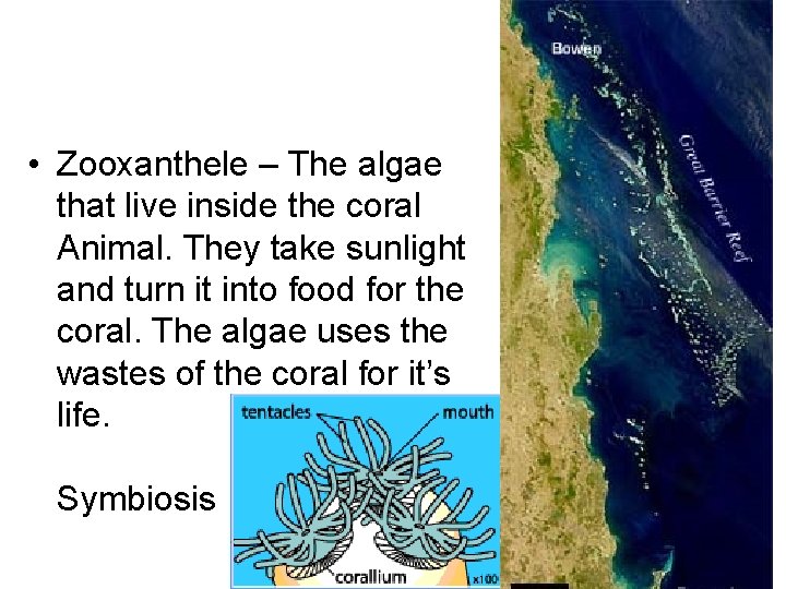  • Zooxanthele – The algae that live inside the coral Animal. They take