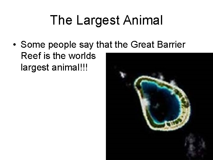 The Largest Animal • Some people say that the Great Barrier Reef is the