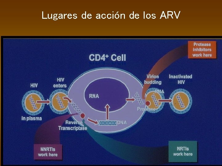 Lugares de acción de los ARV 