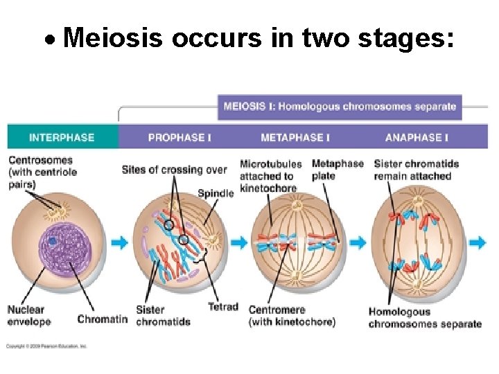  Meiosis occurs in two stages: 