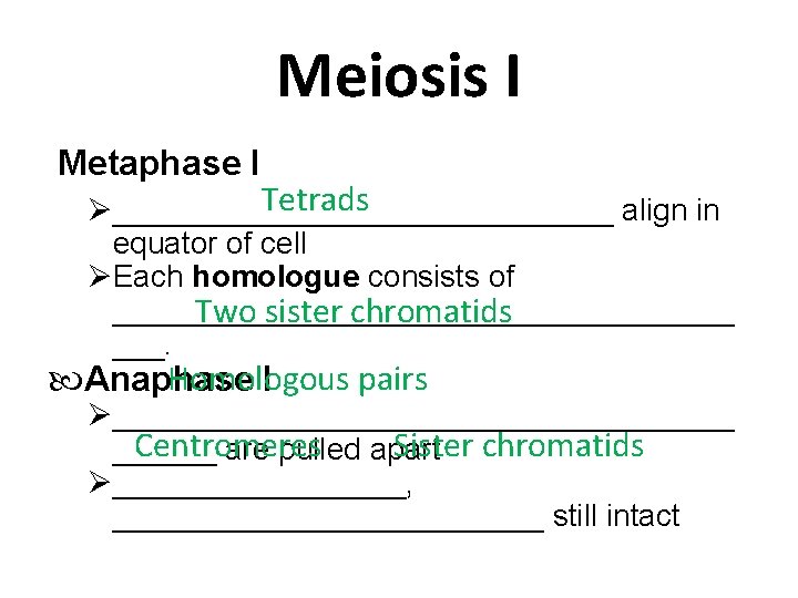 Meiosis I Metaphase I Tetrads _______________ align in equator of cell Each homologue consists