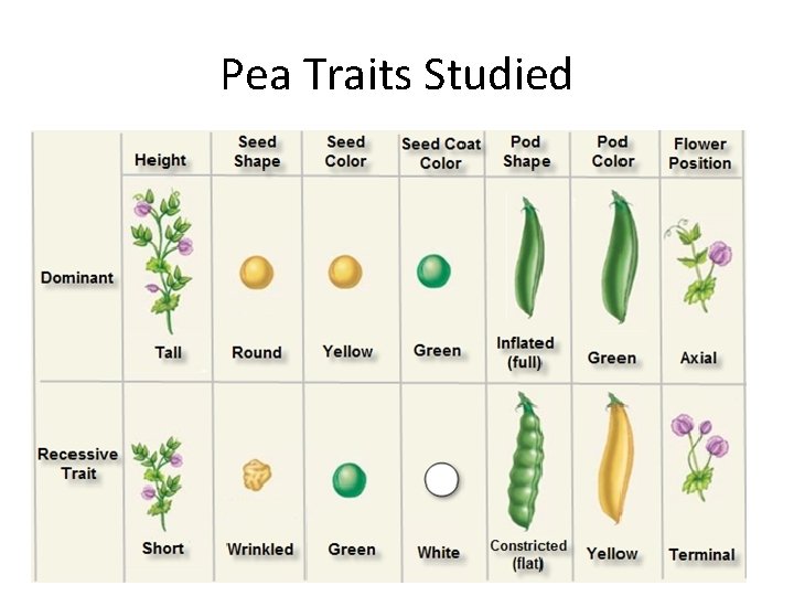 Pea Traits Studied • 