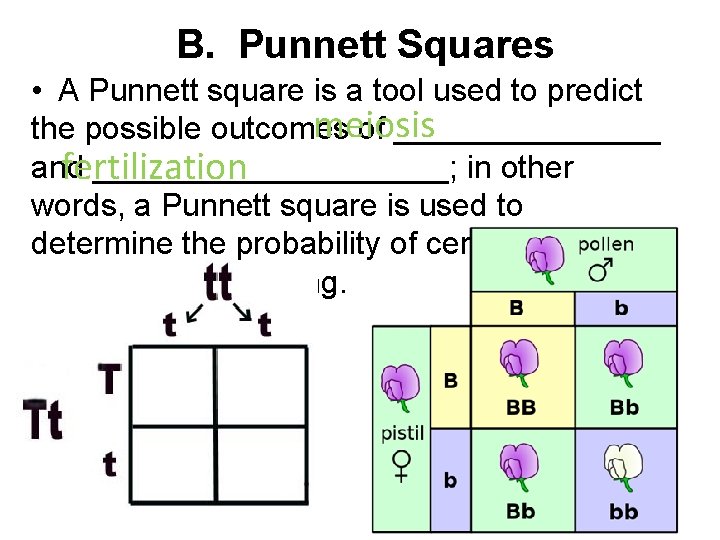  B. Punnett Squares • A Punnett square is a tool used to predict