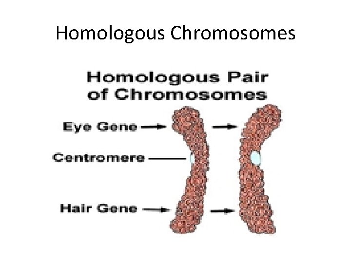 Homologous Chromosomes 